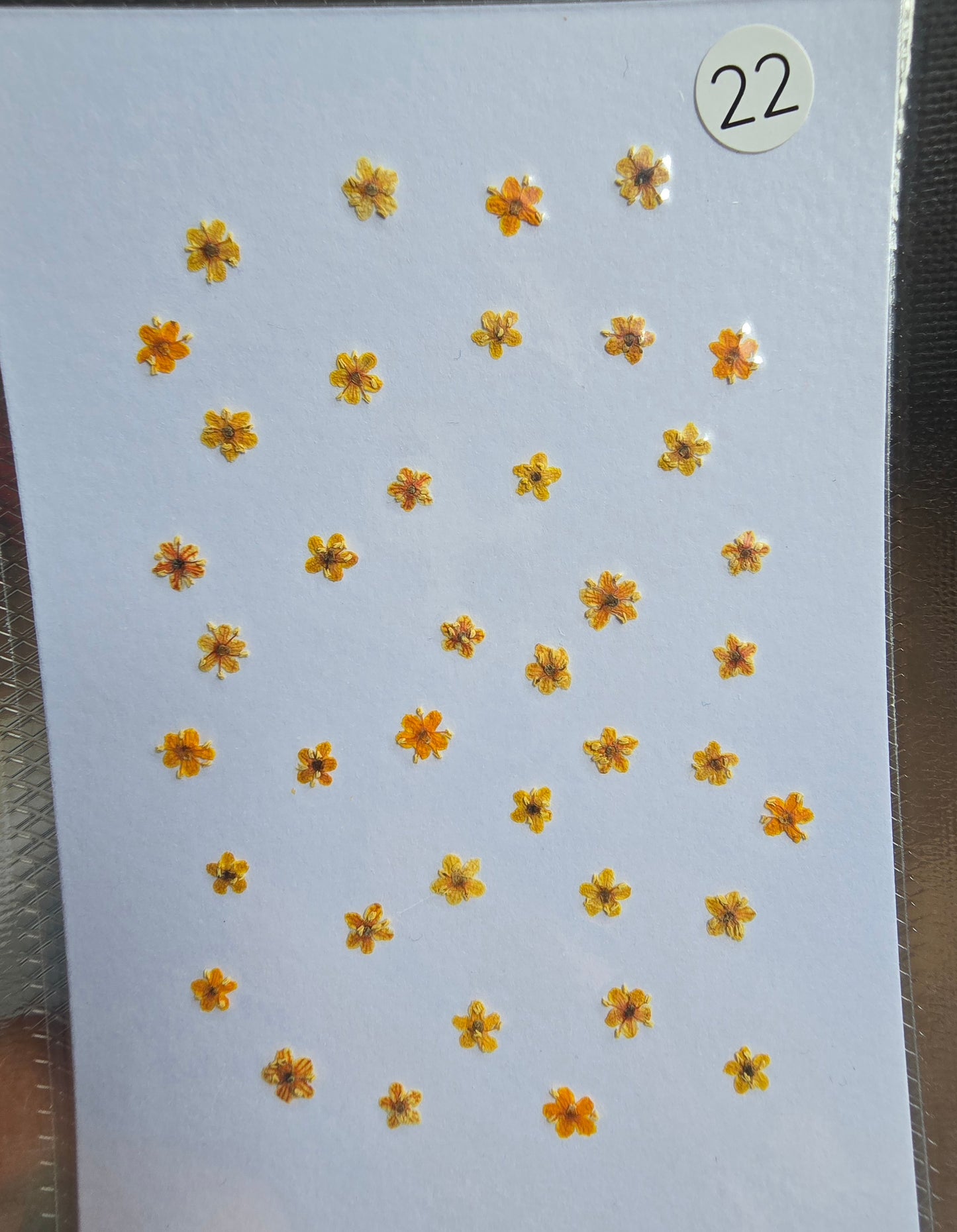 SPECIAL Pressed elderflowers