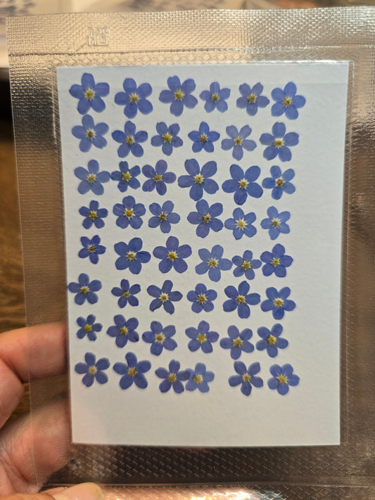 B grade pressed forget me nots