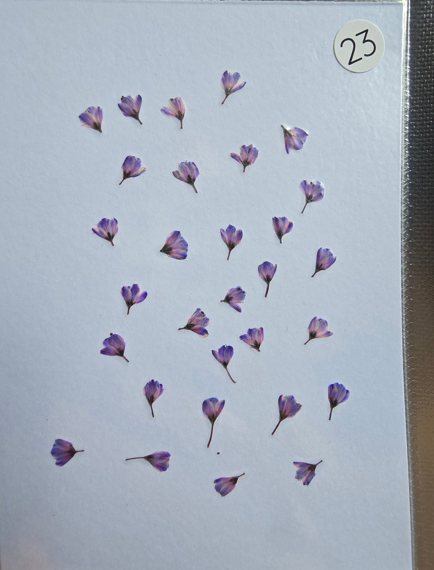 SPECIAL Japanese blossoms