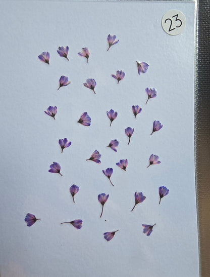 SPECIAL Japanese blossoms