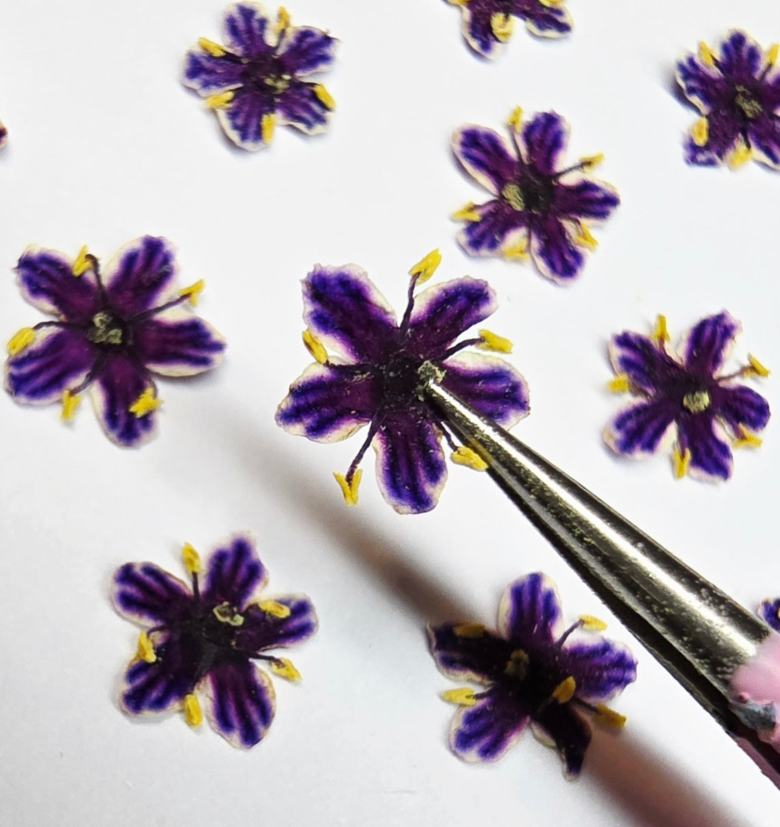Tiny pressed elderflower