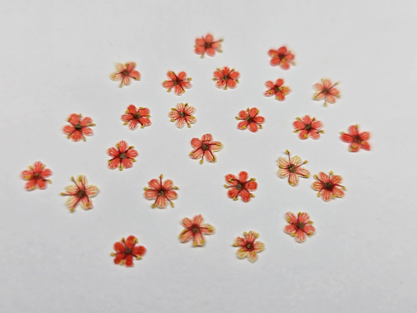 Tiny pressed elderflower