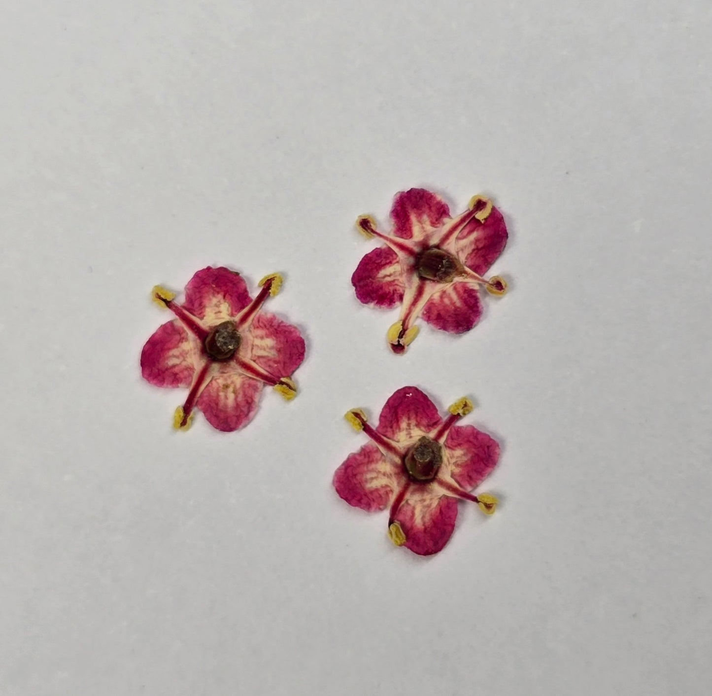 Presseed "Butterfly" Elderflower