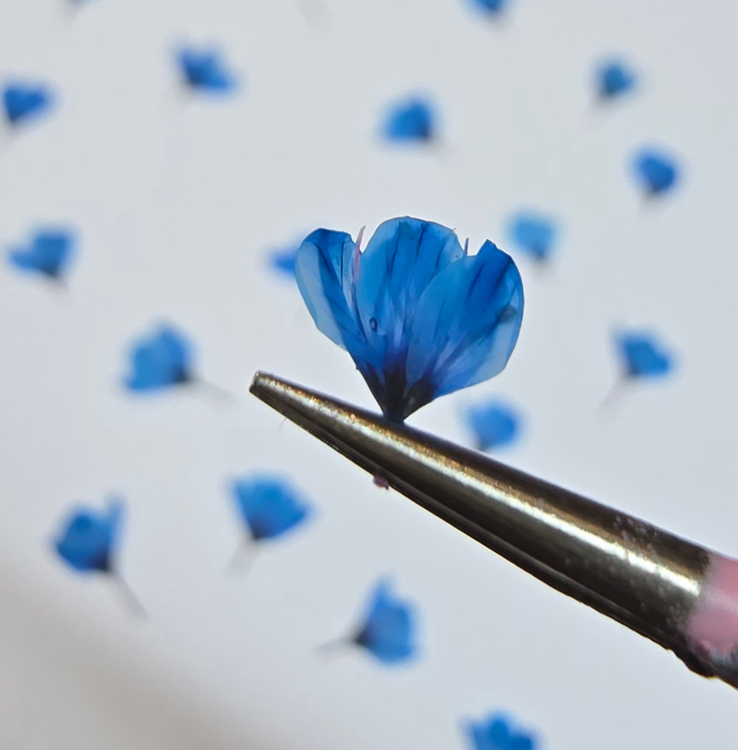 Dyed pressed Japanese blossoms