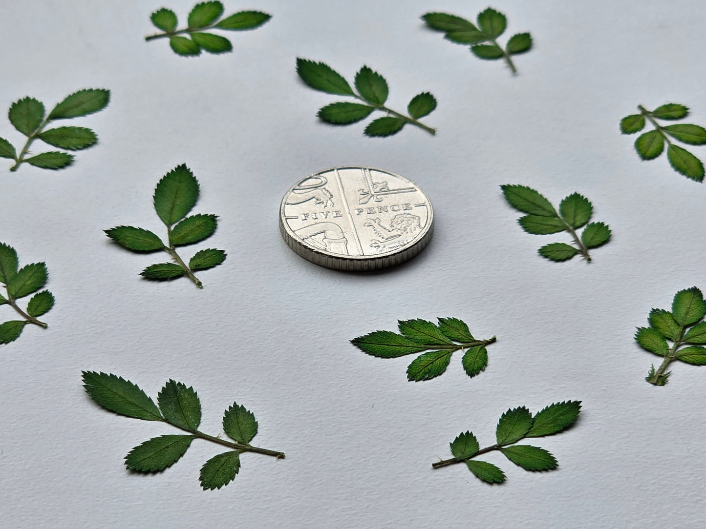 Tiny dyed rose leaves