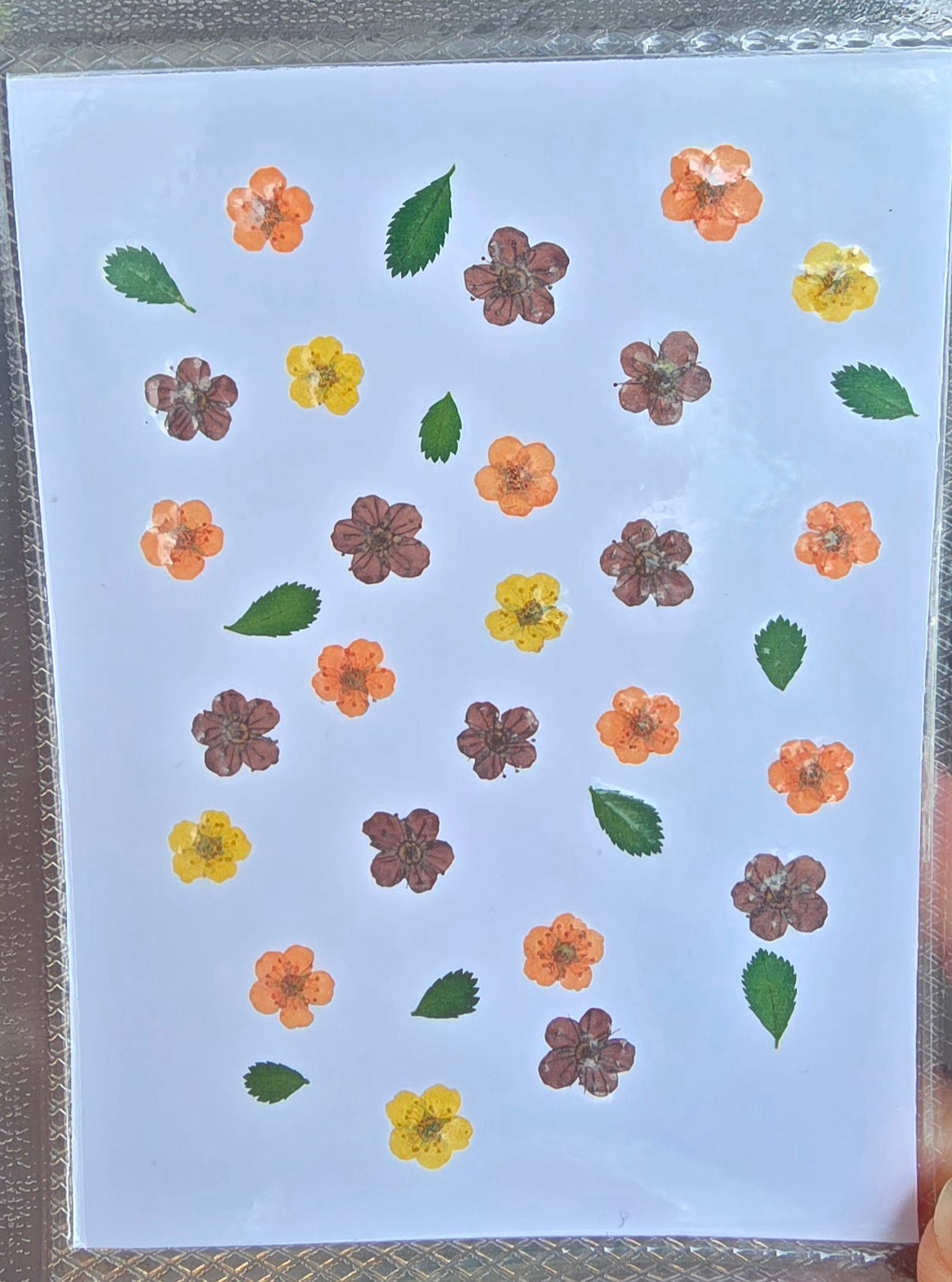 Pressed flowers mix