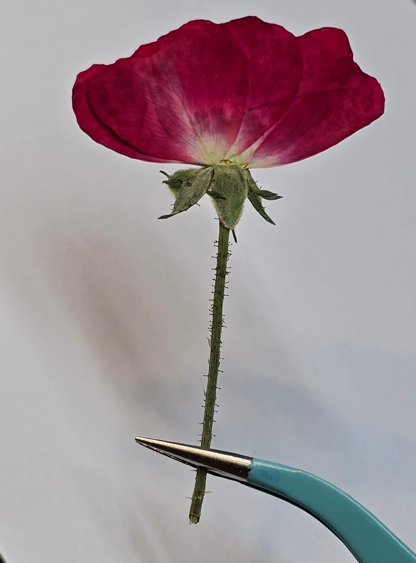 Pressed roses B grade