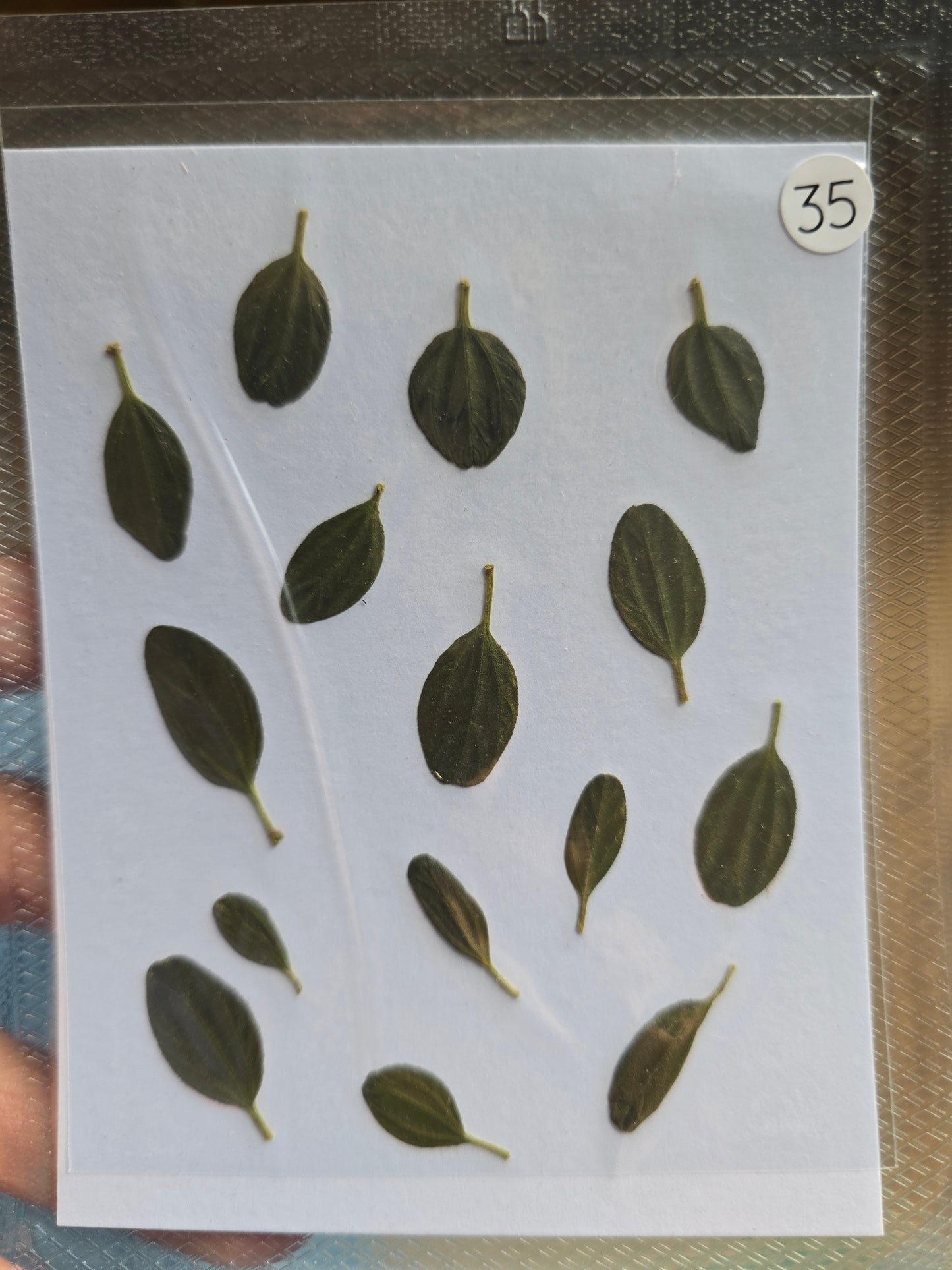 B GRADE foliage