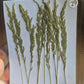 B GRADE foliage