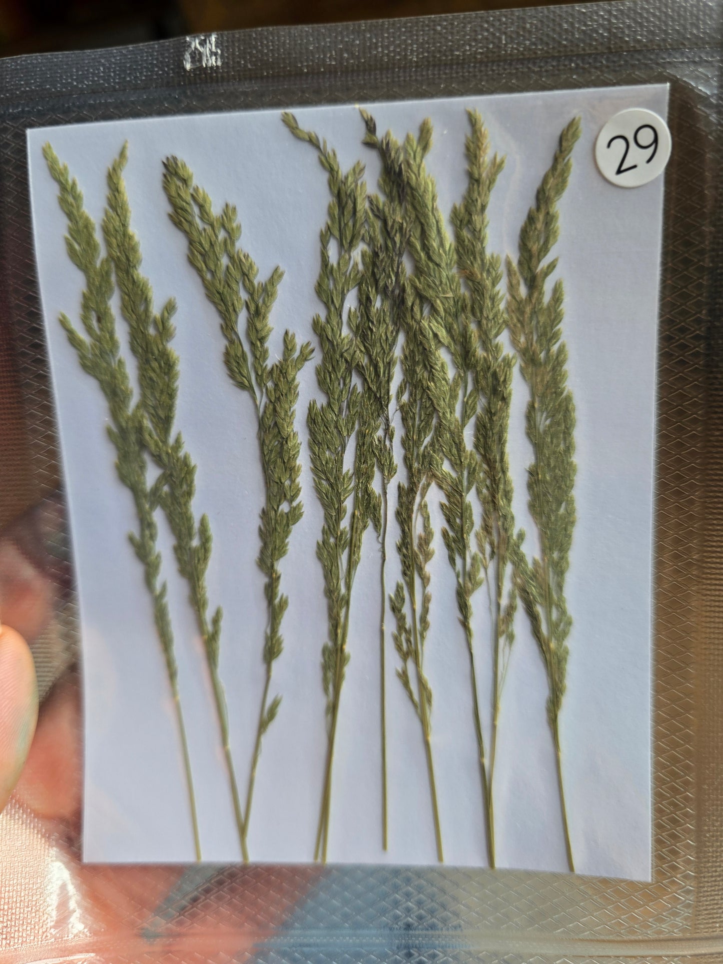 B GRADE foliage