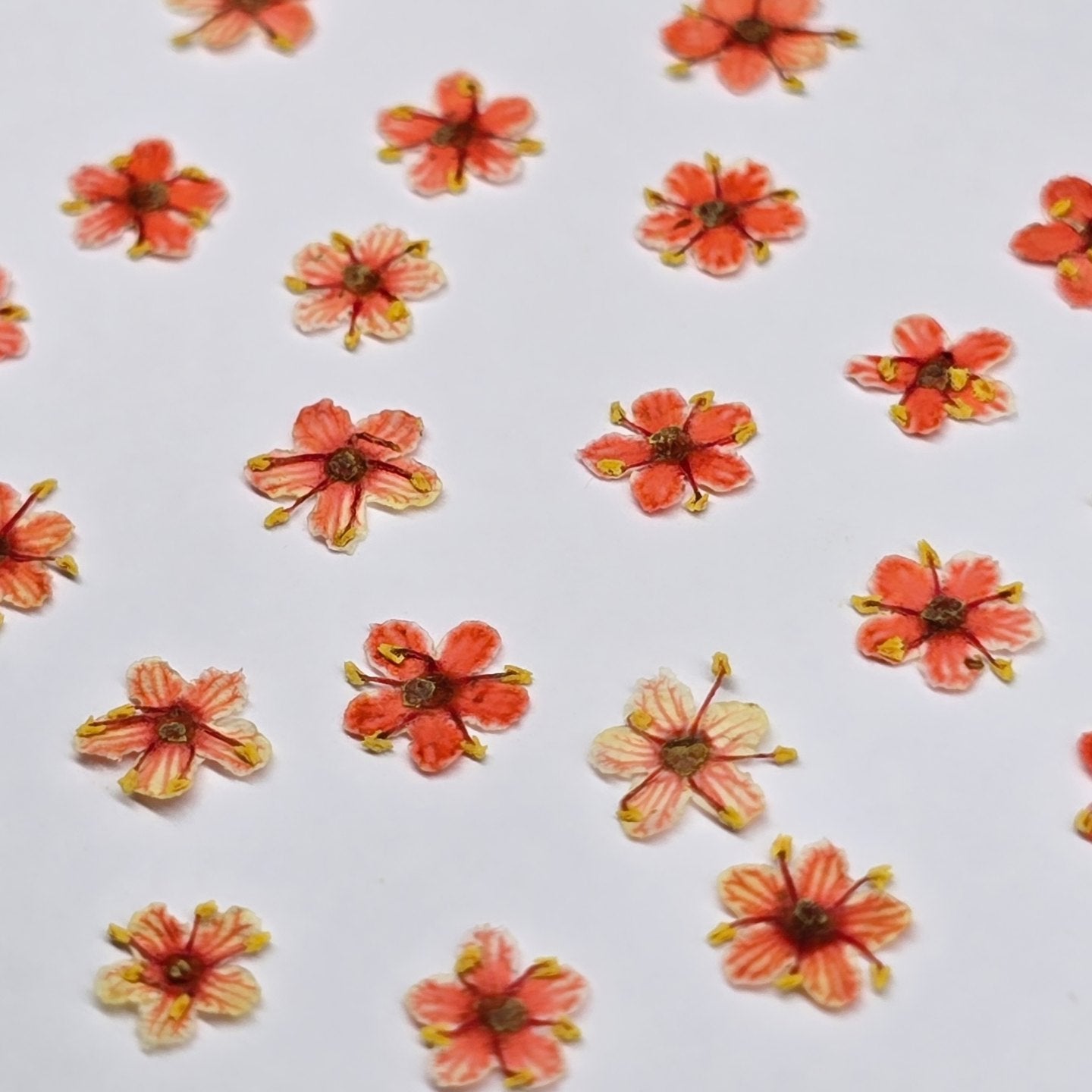 Tiny pressed elderflower