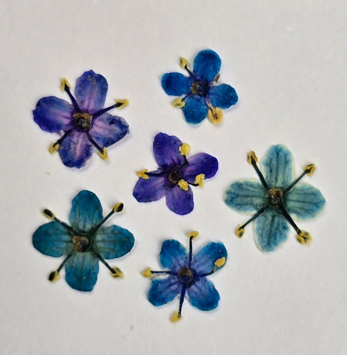 Presseed "Butterfly" Elderflower