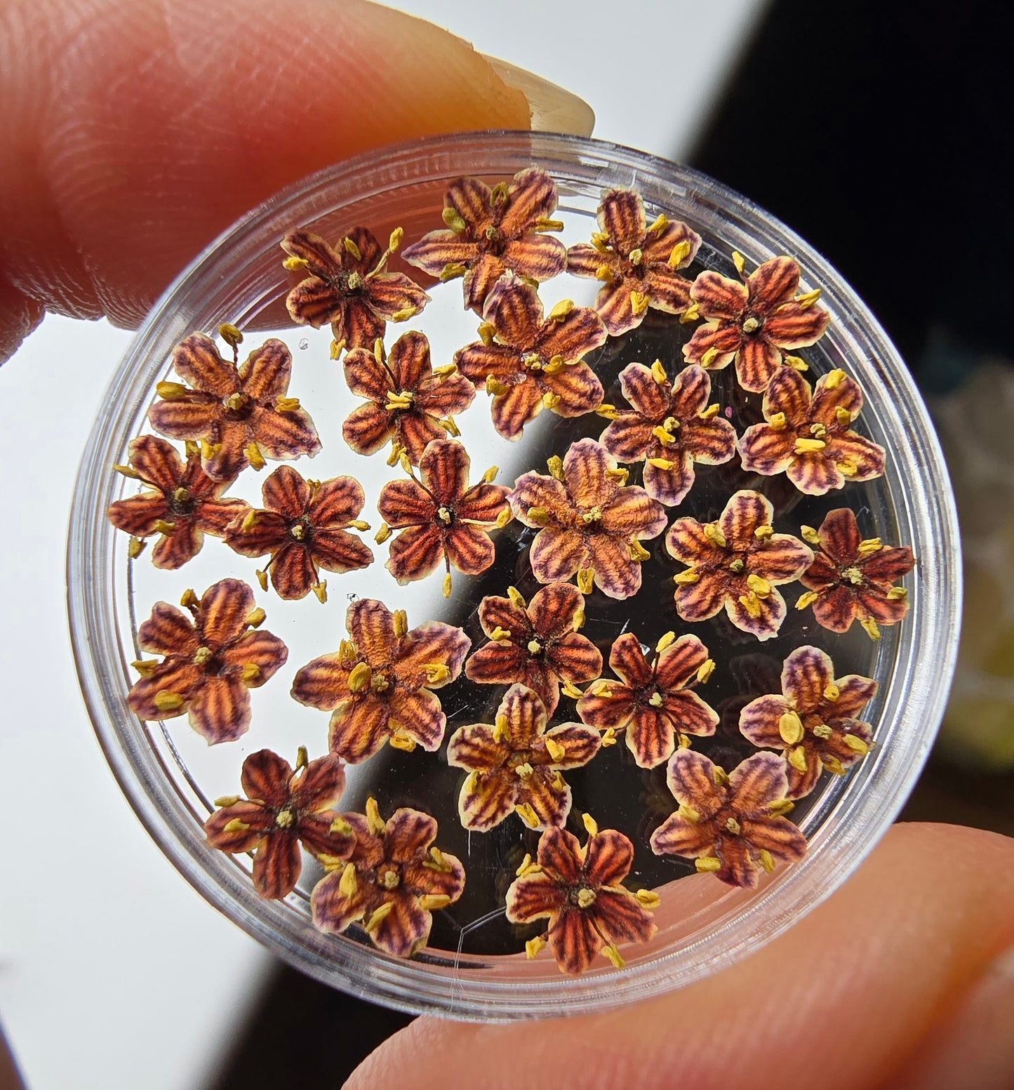 Dyed 3d Elderflower