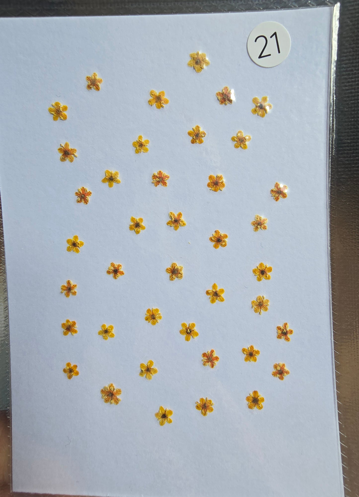 SPECIAL Pressed elderflowers