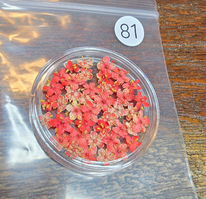 SPECIAL 3D elderflowers