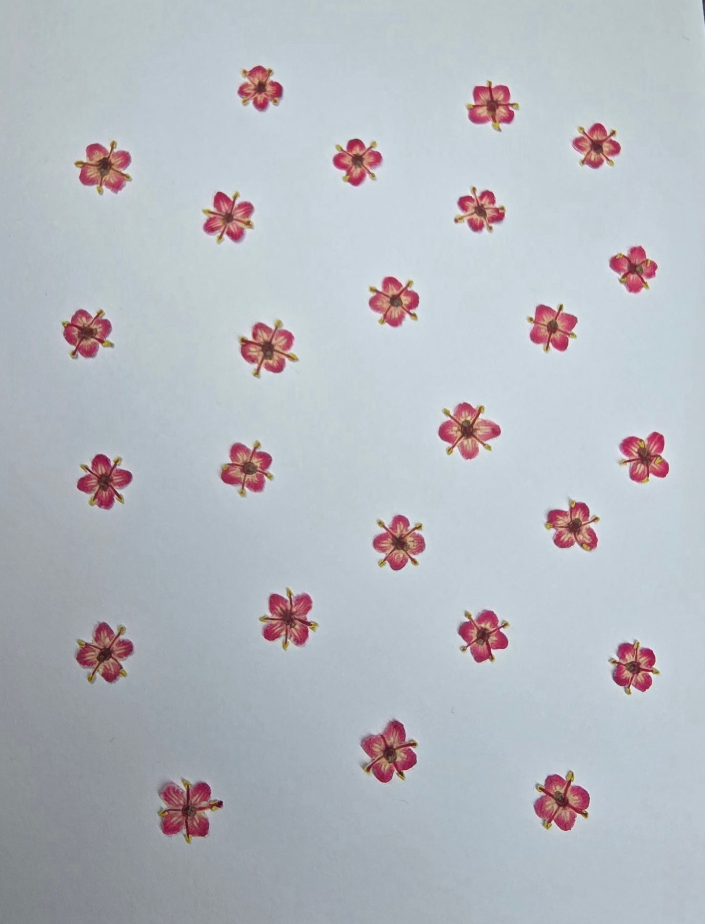 Presseed "Butterfly" Elderflower