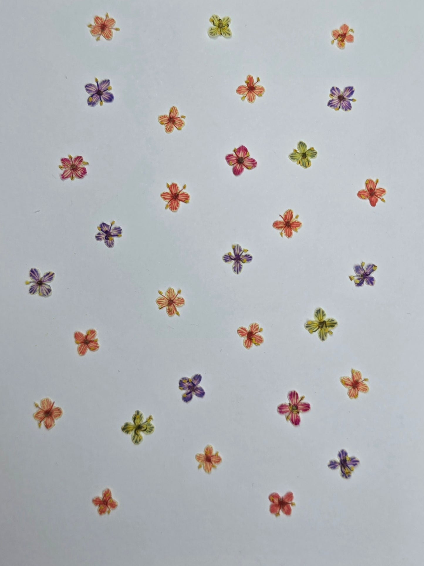 Presseed "Butterfly" Elderflower