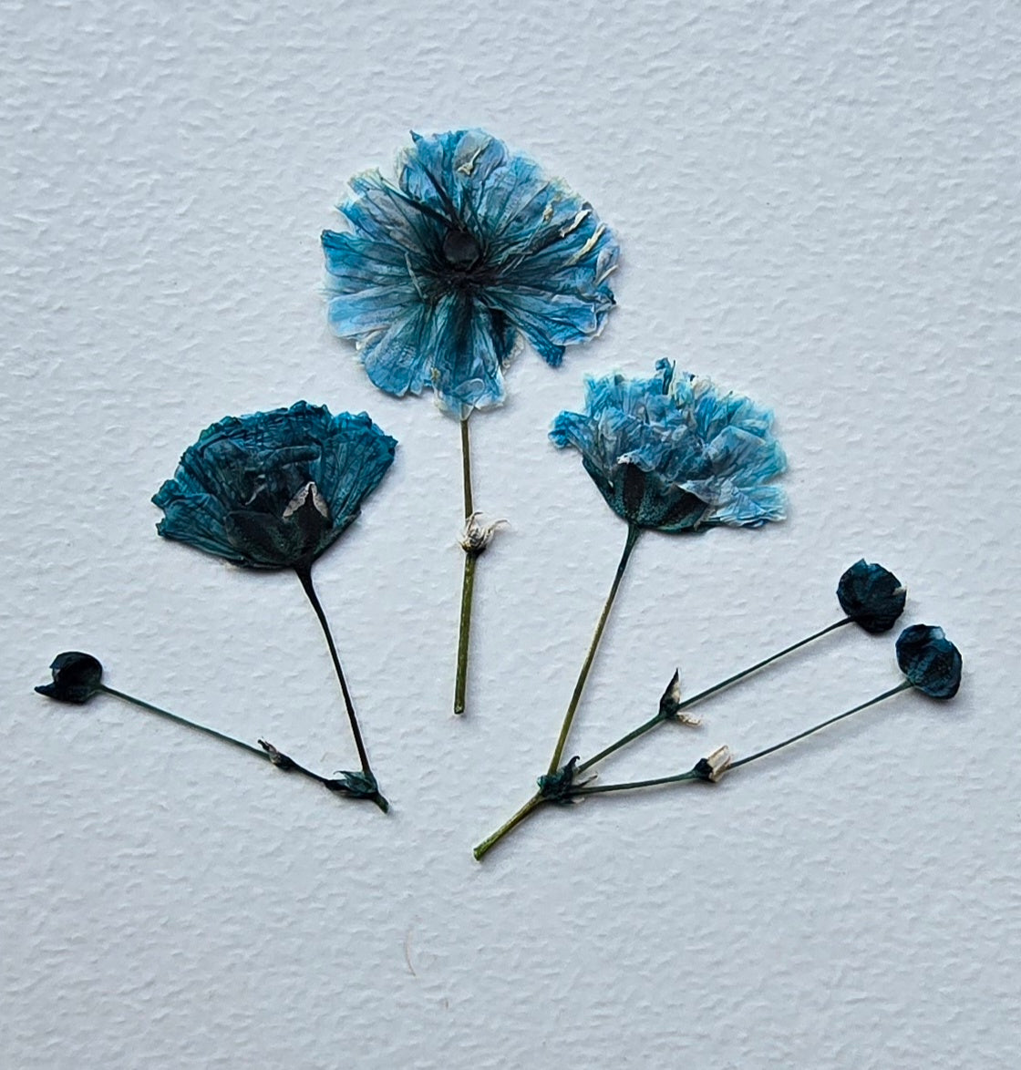 Pressed dyed gypsophila