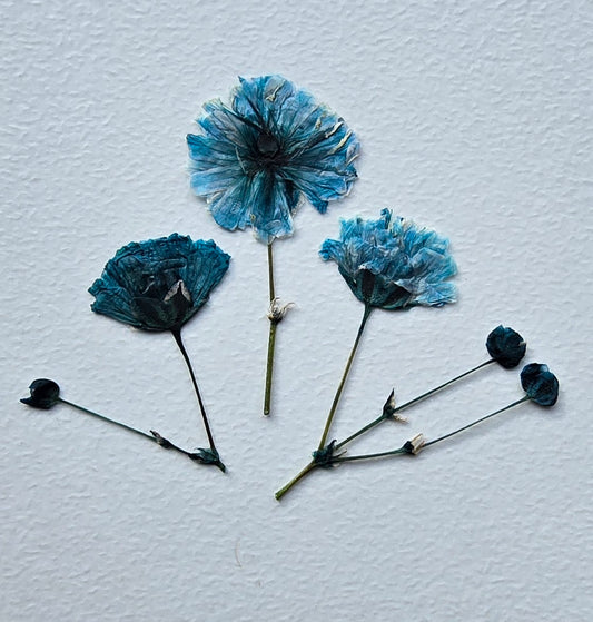 Pressed dyed gypsophila