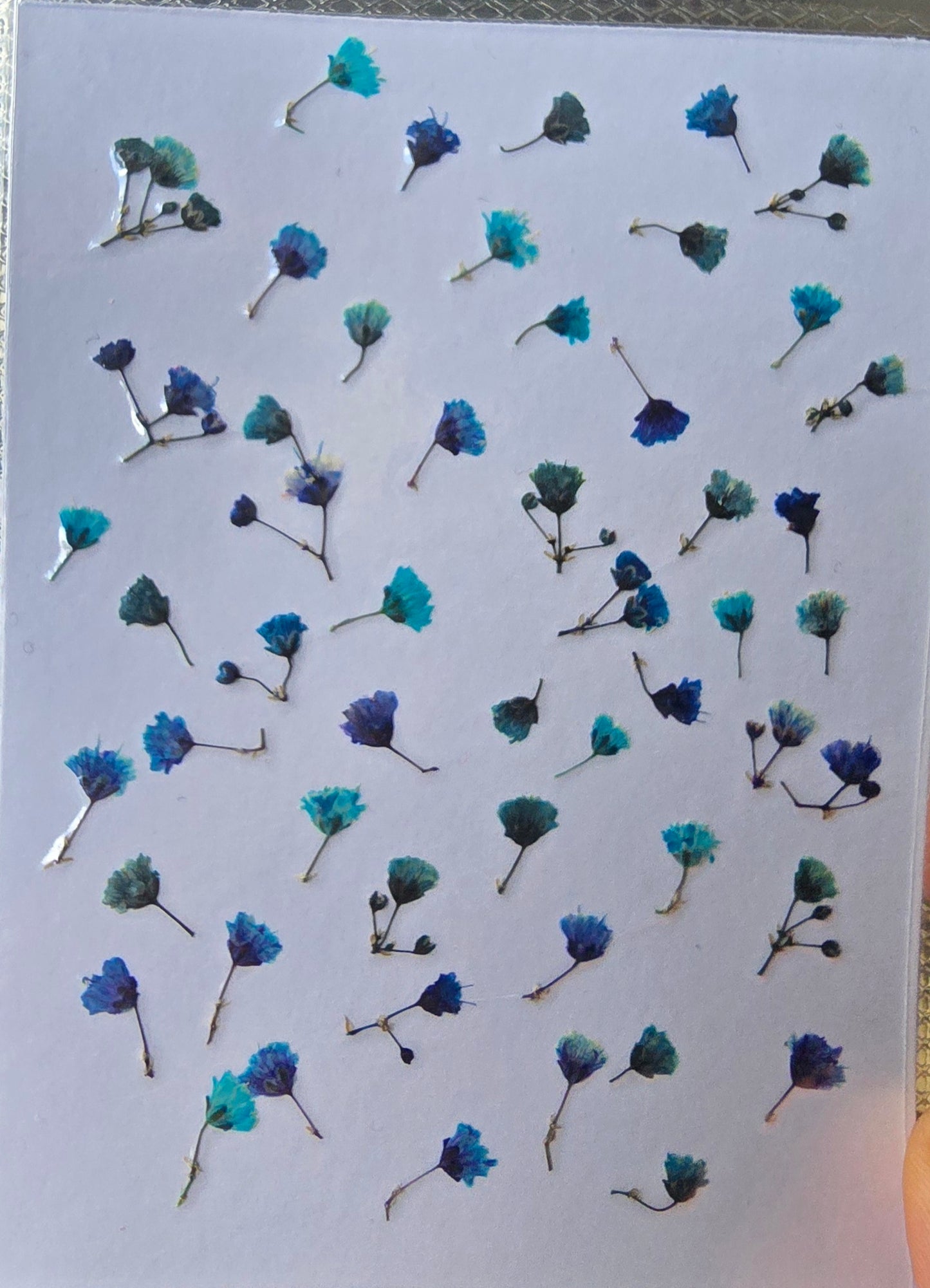 Tiny pressed gypsophila