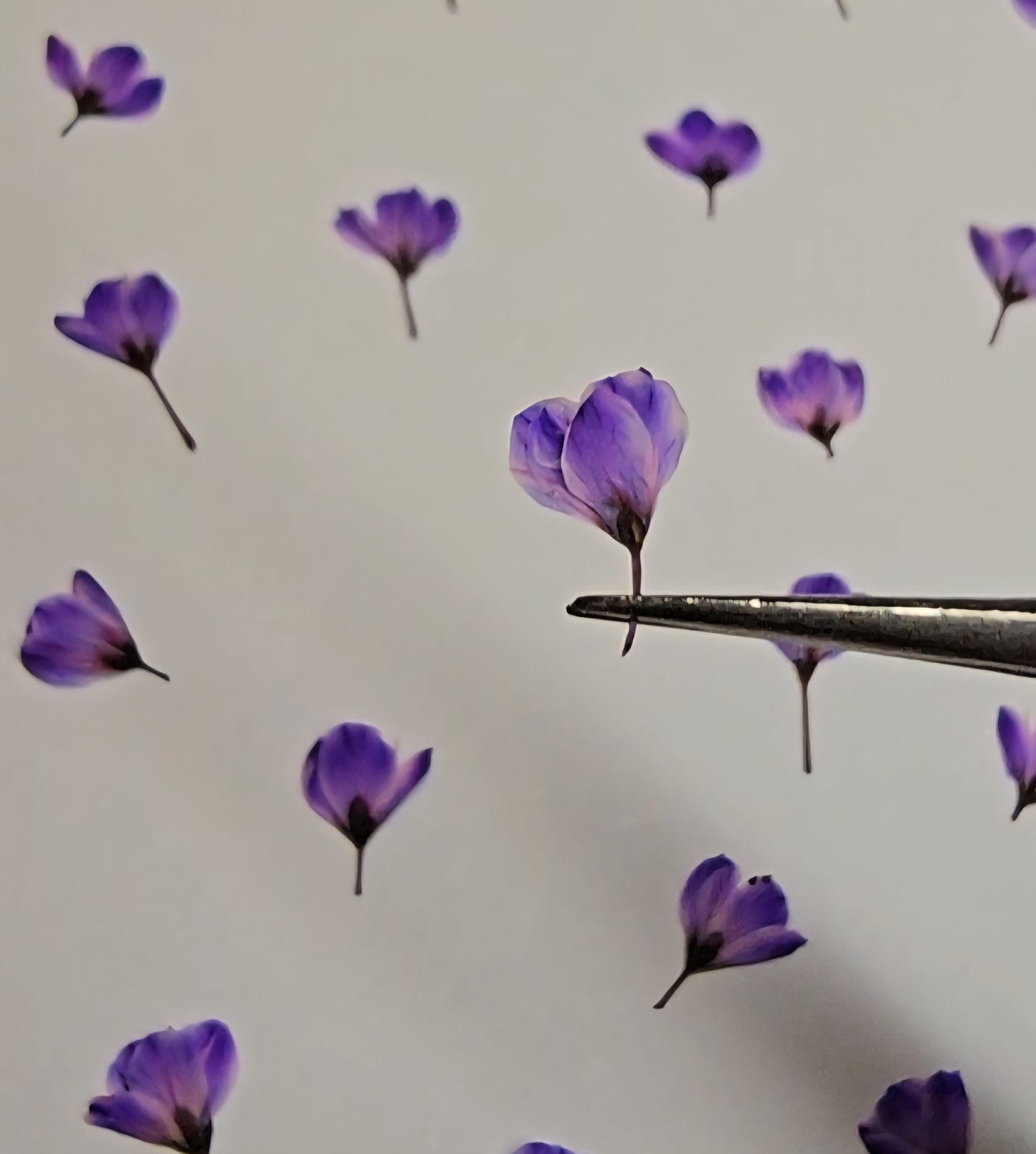 Dyed pressed Japanese blossoms