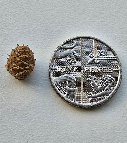 Micro pine cones
