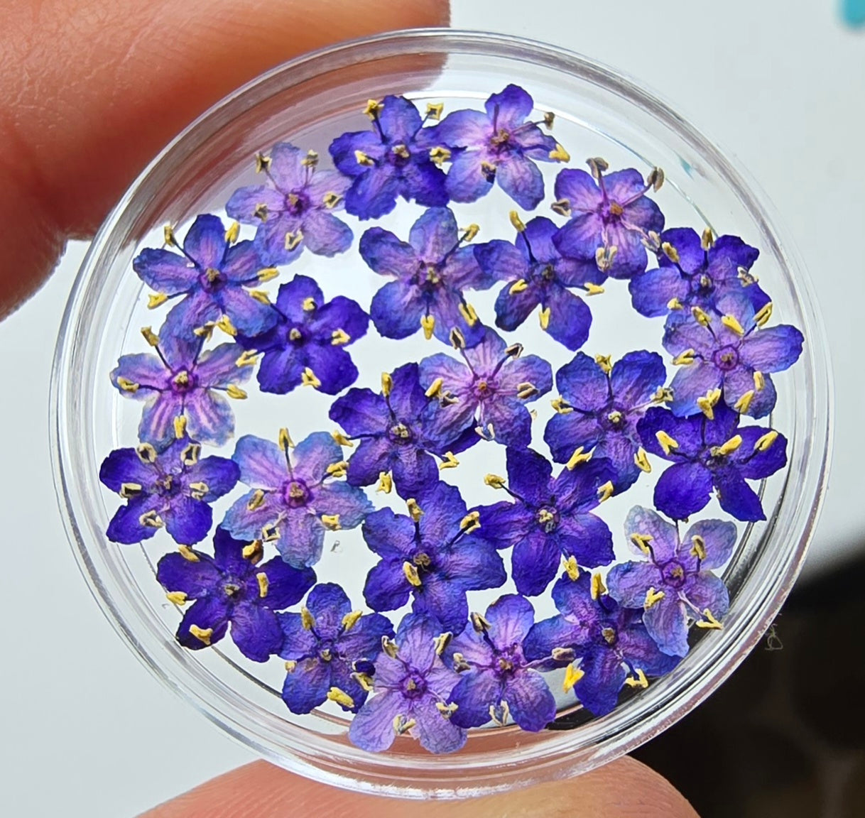 Dyed 3d Elderflower