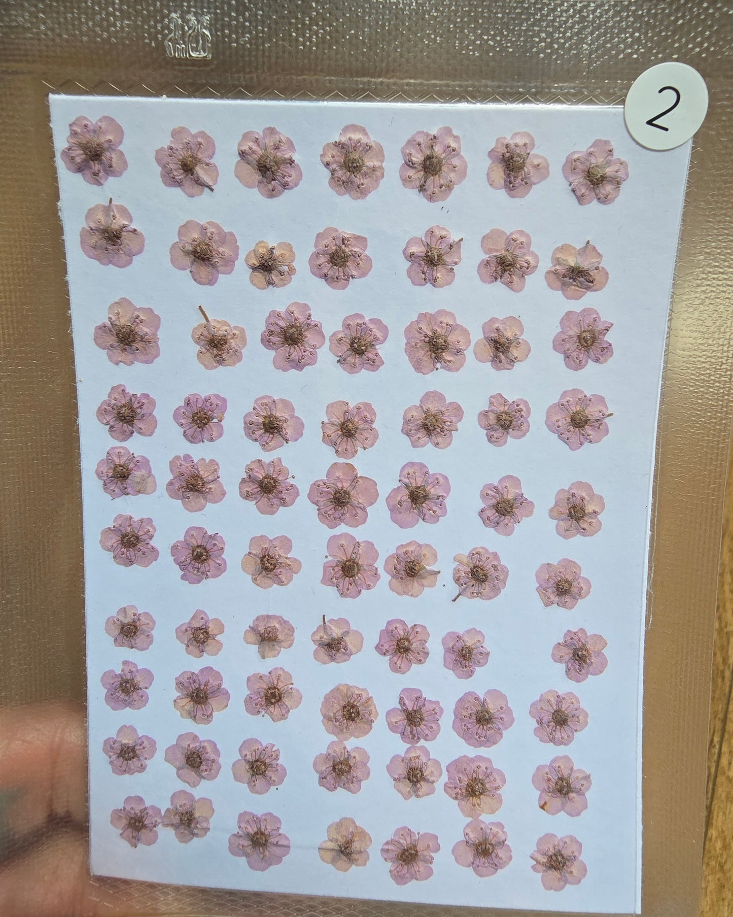 B GRADE cherry blossoms