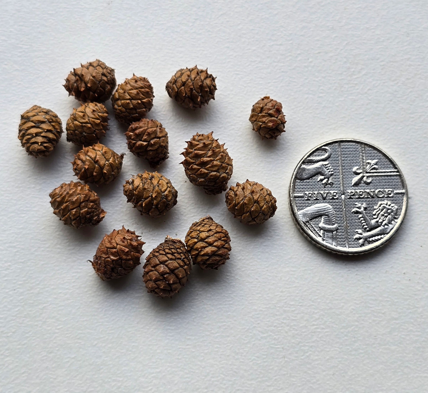 Miniature pine cones