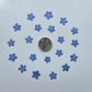 Pressed forget me nots