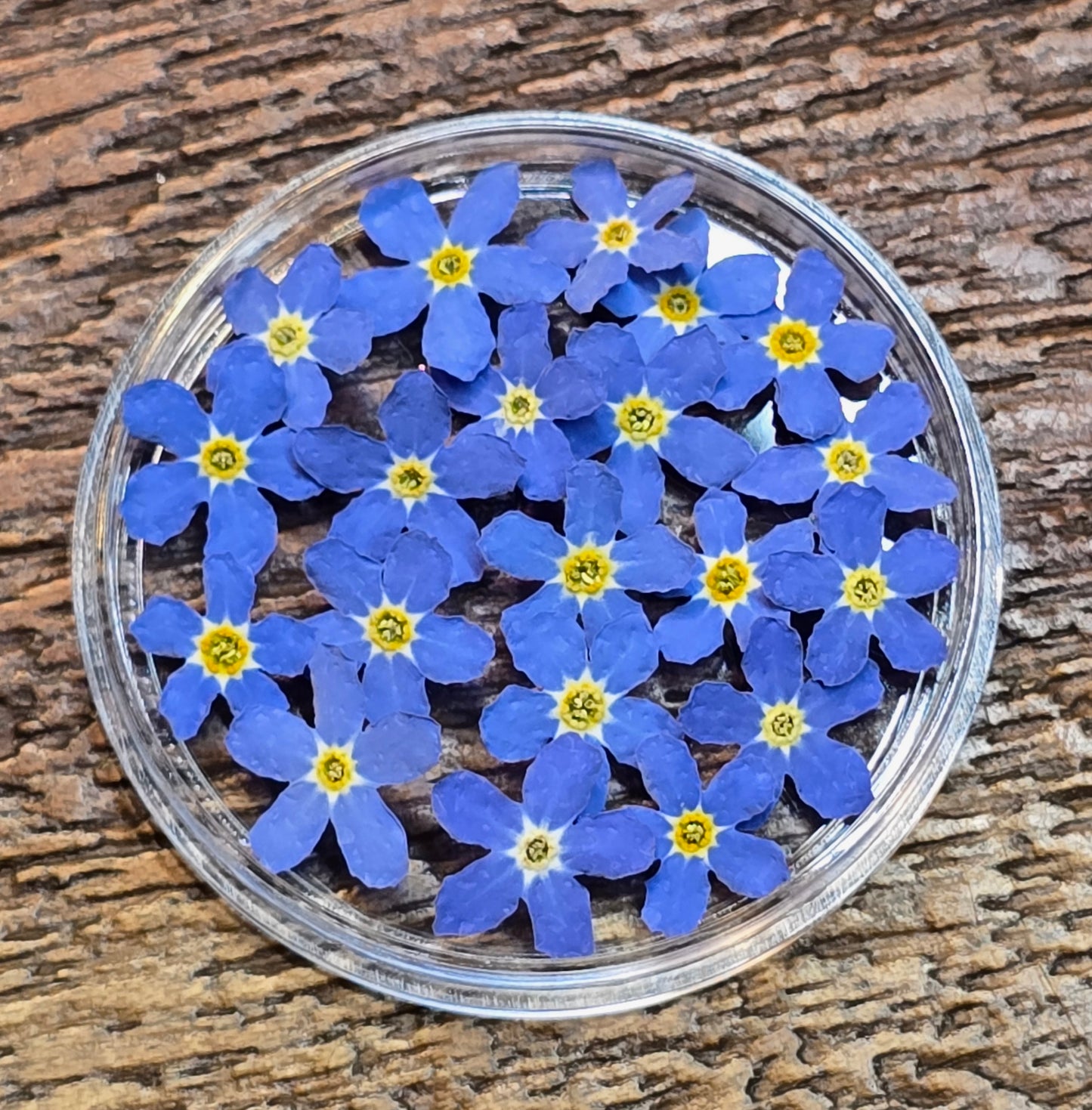 3d forget me nots mix sizes