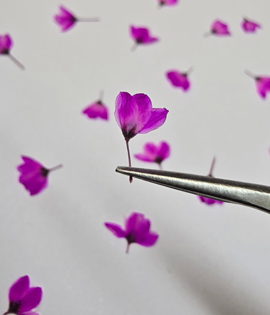 Dyed pressed Japanese blossoms