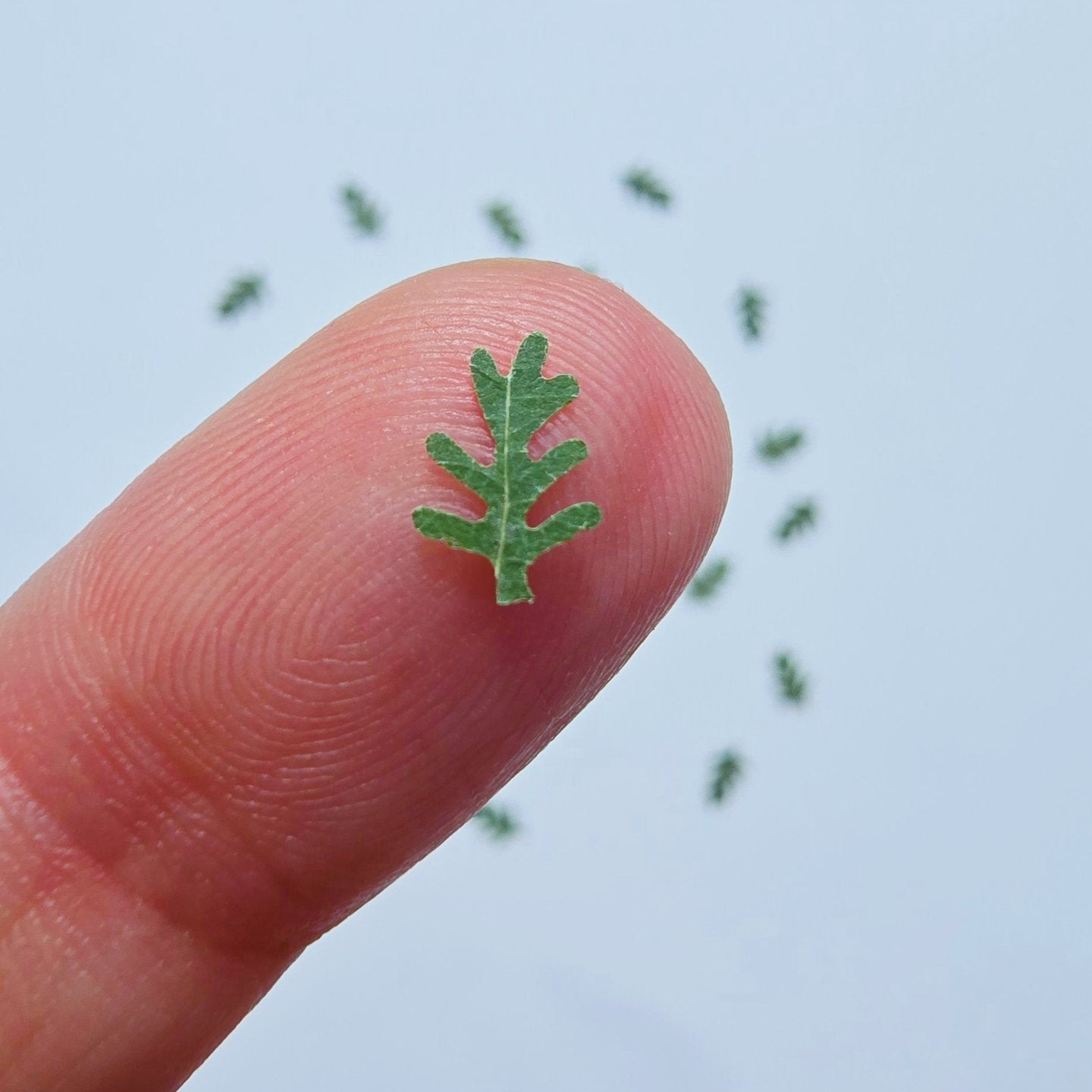 Tiny fern leaves