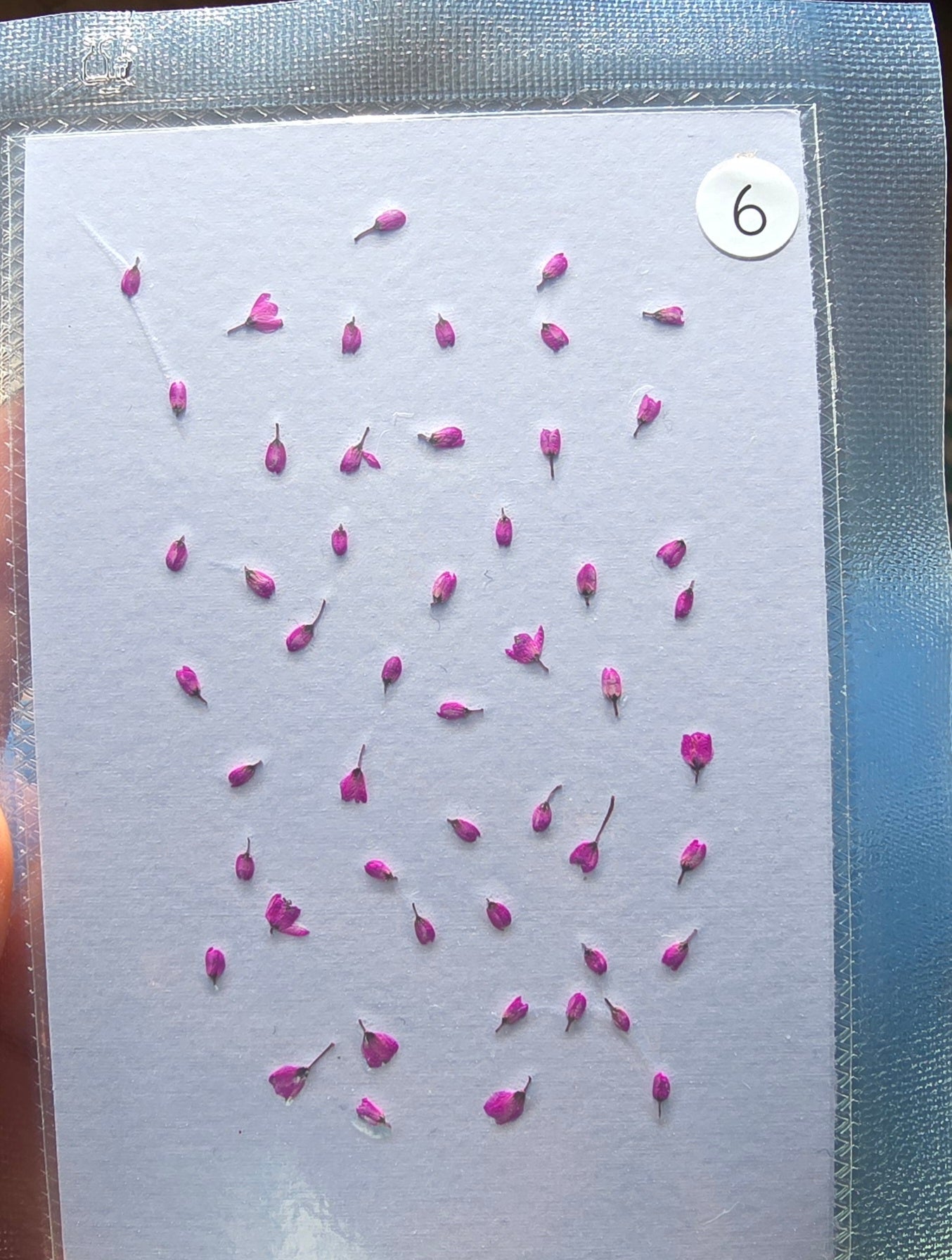 SPECIAL Japanese blossoms