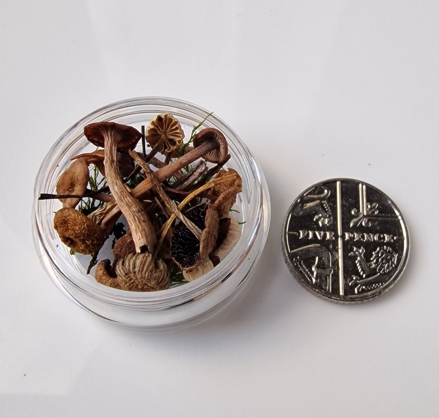 real dried mushrooms