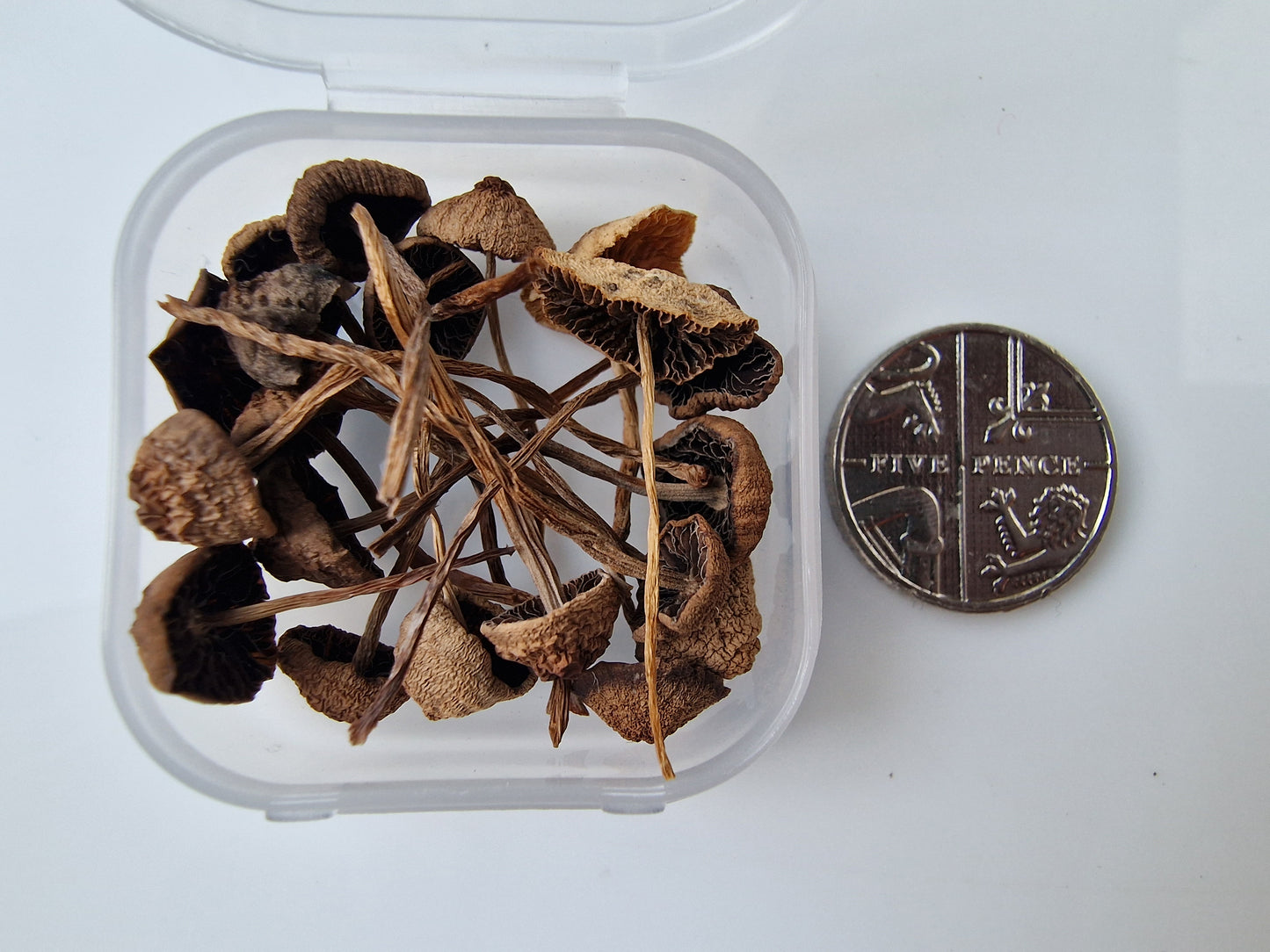 real dried mushrooms