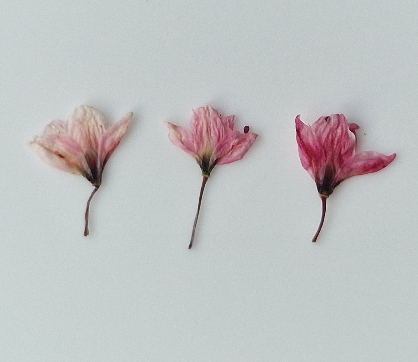 Tiny pressed Japanese blossons