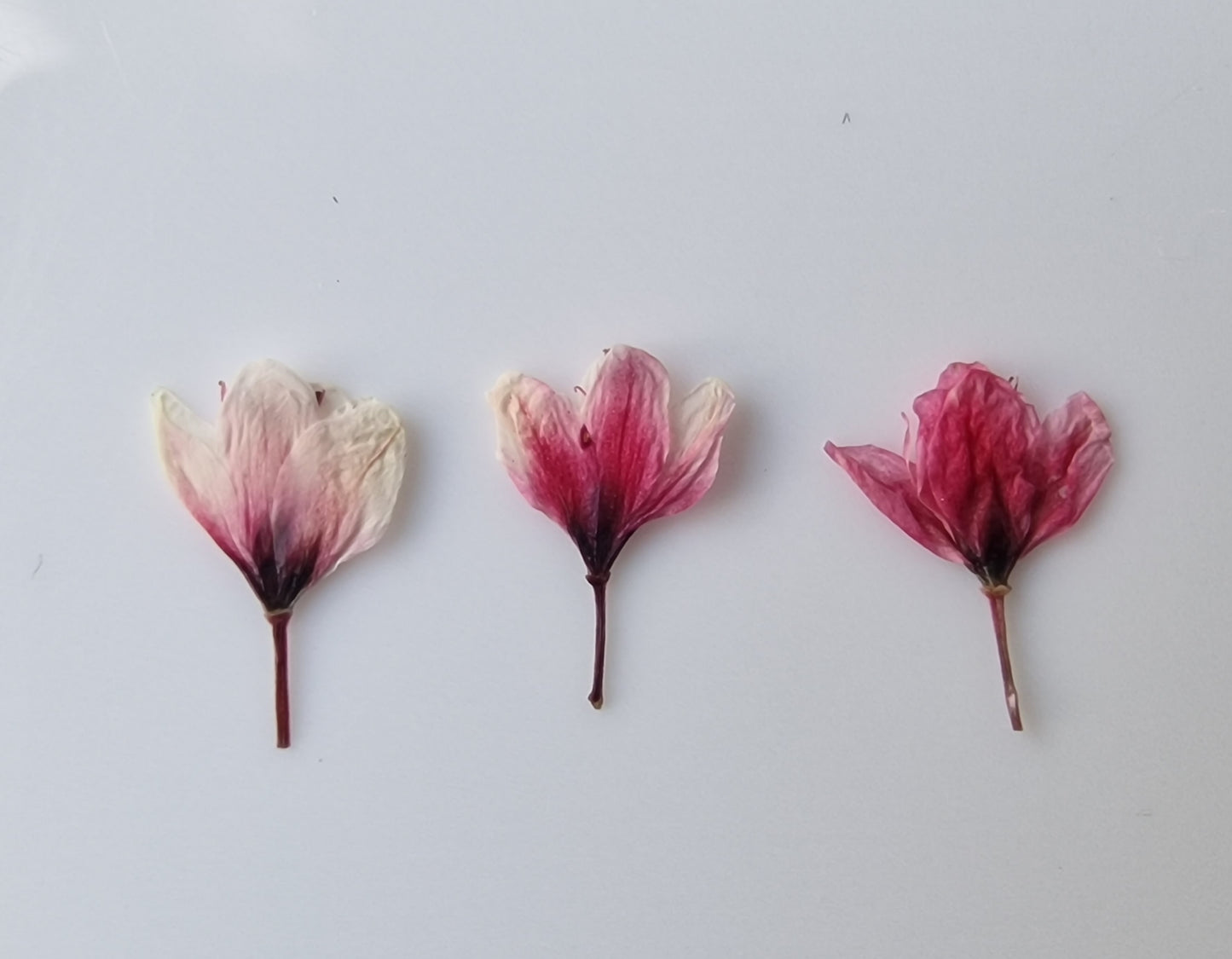 Tiny pressed Japanese blossons