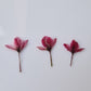 Tiny pressed Japanese blossons