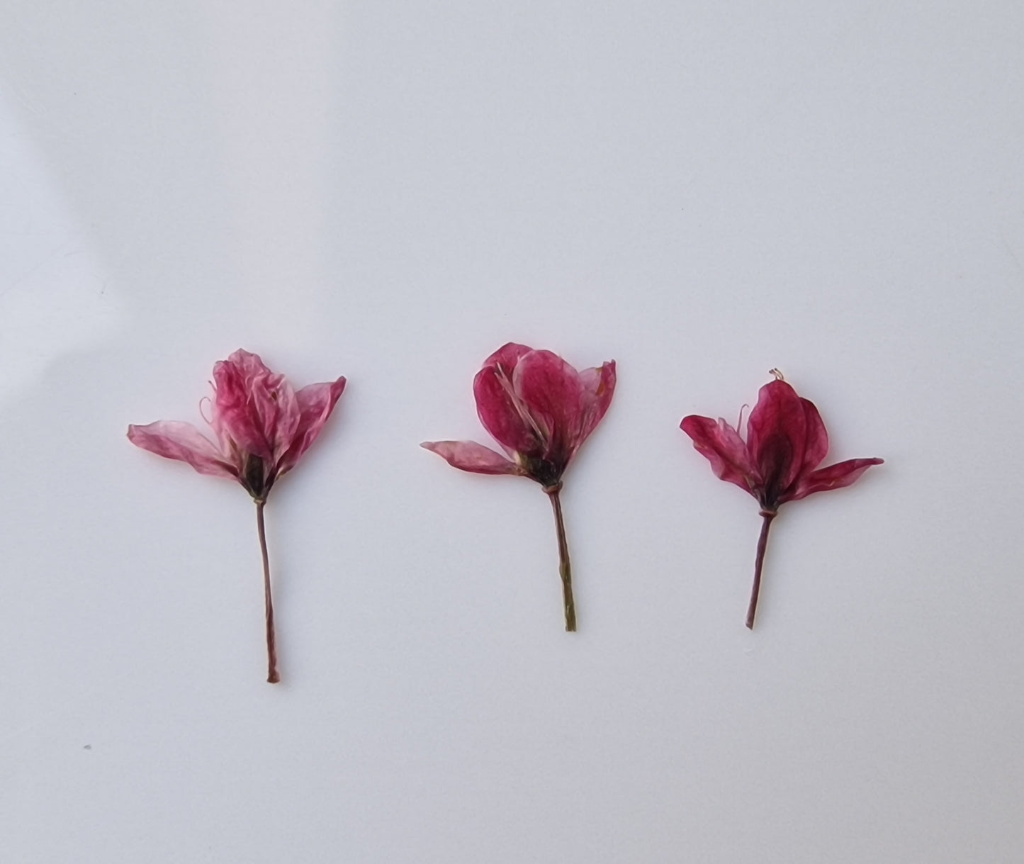 Tiny pressed Japanese blossons