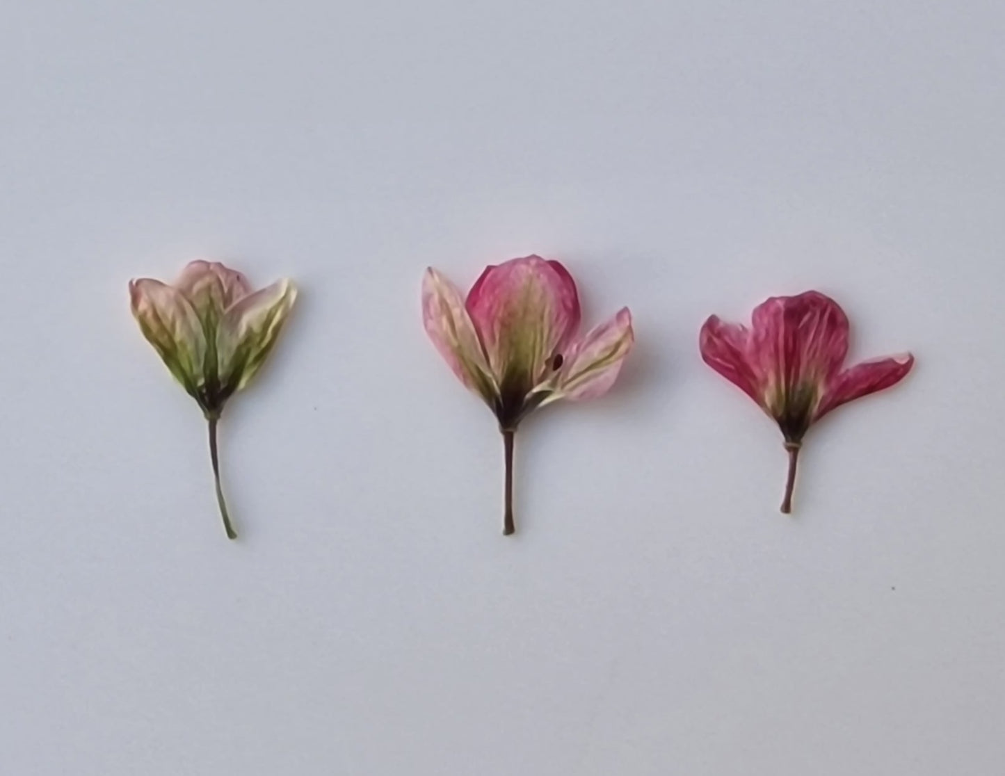 Tiny pressed Japanese blossons