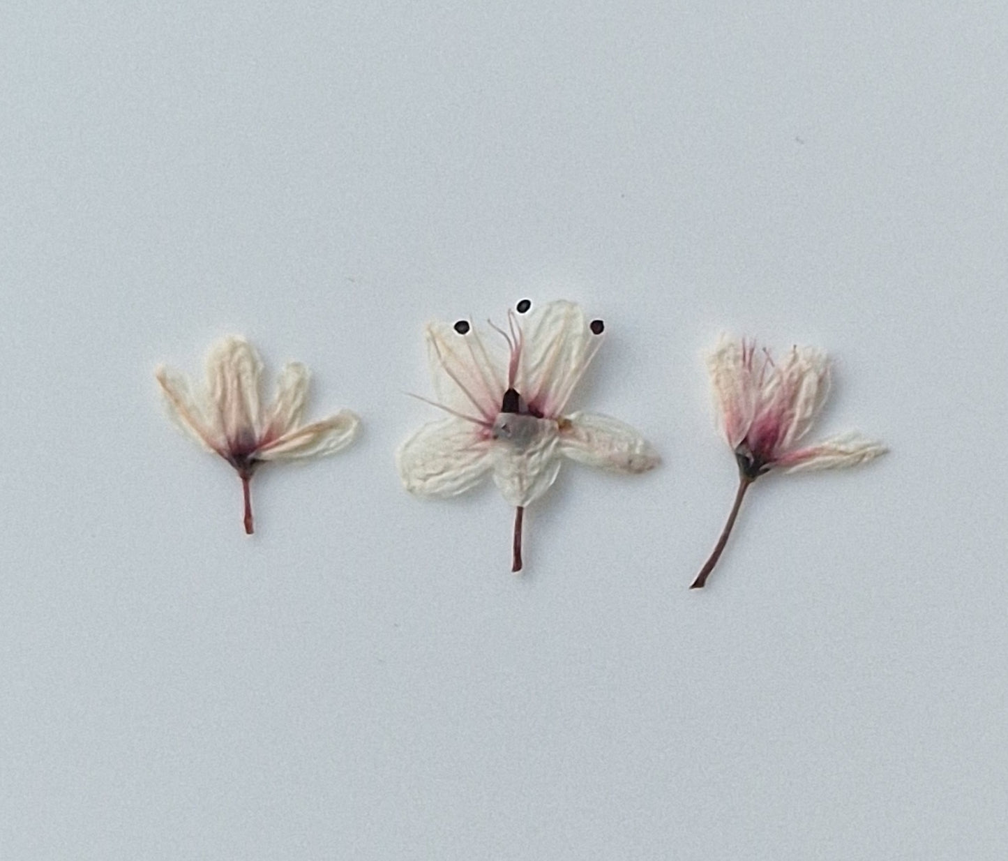 Tiny pressed Japanese blossons