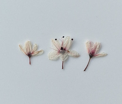 Tiny pressed Japanese blossons