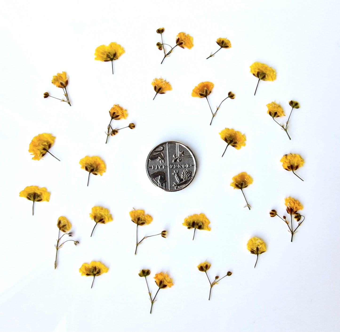 Pressed gypsophila SUNNY