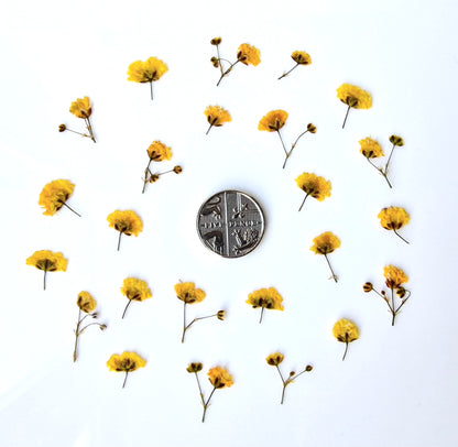 Pressed gypsophila SUNNY