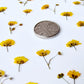 Pressed gypsophila SUNNY