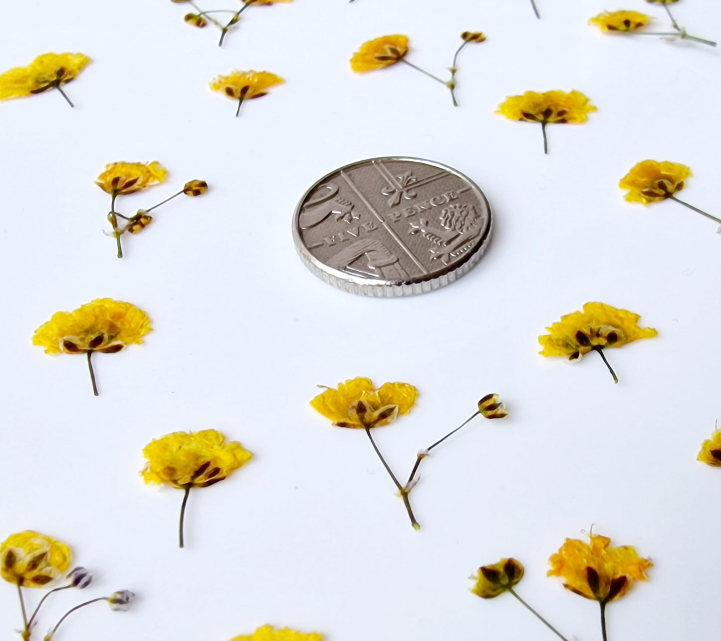 Pressed gypsophila SUNNY