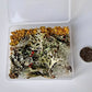 Lichens collection