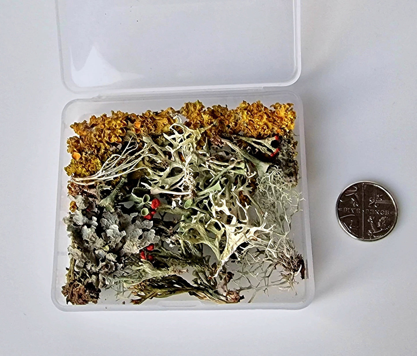 Lichens collection