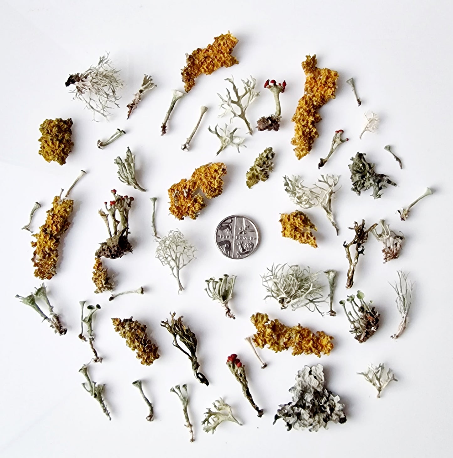 Lichens collection